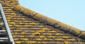 Basingstoke roof before cleaning and moss removal